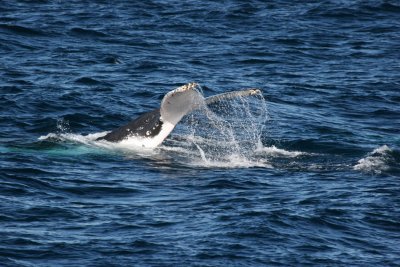Whale_02.JPG