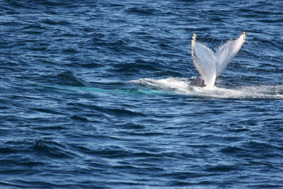 Whale_03.JPG