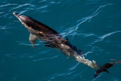 Dolphn_01 copy.jpg