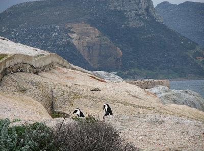 002_Cape Peninsula_054.jpg