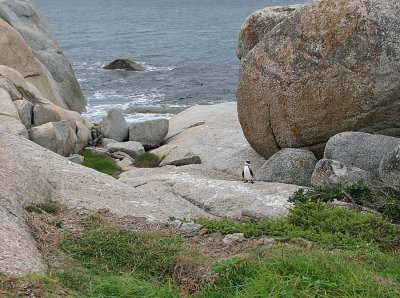 002_Cape Peninsula_055.jpg