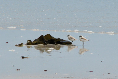 002_Cape Peninsula_059.jpg