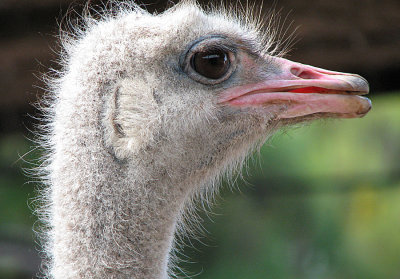 007_Oudtshoorn_176.jpg