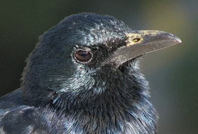 007_Oudtshoorn_182.jpg