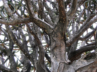 007_Oudtshoorn_215.jpg