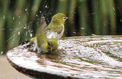 007_Oudtshoorn_219.jpg