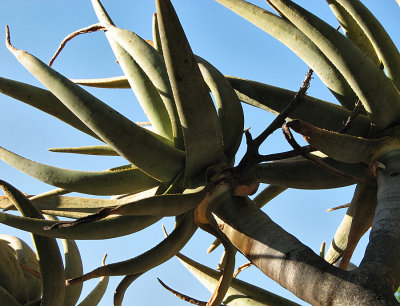 007_Oudtshoorn_221.jpg