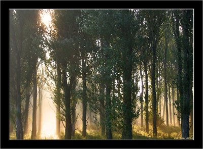 Morning Mist.jpg