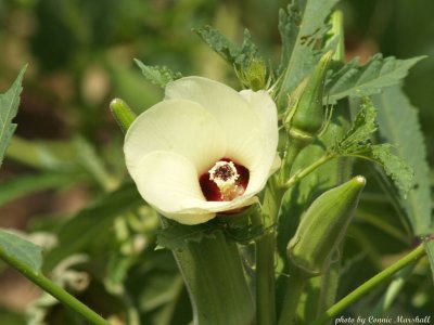 Okra in the garden, in the middle of the soy bean field