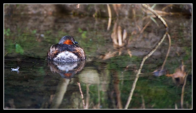 Little Grebe at Linlithgow Loch