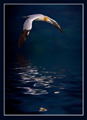 Gannet on Moonlight Return