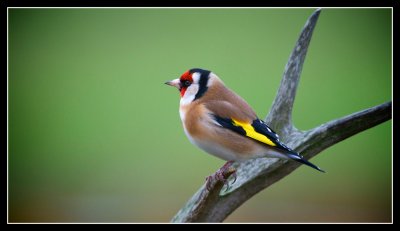 Goldfinch in our garden 