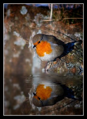 Robin at Waters Edge