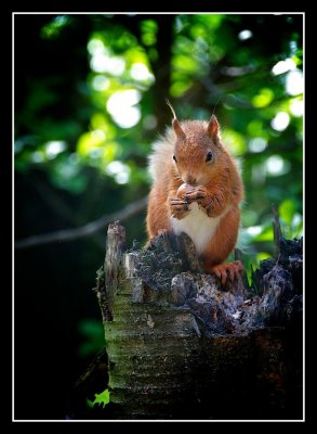 Red Squirrell on Tree Stump