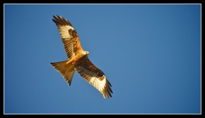 A Red Kite soars in the Spring sunshine