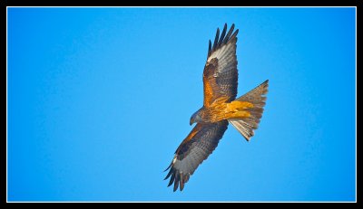 Red Kite on the Wing