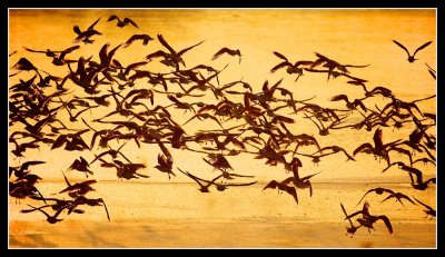 Gulls scramble at dawn on Carsebreck Loch Perthshire