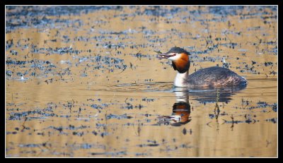 Great Crested Grebe and Stickleback at Linlithgow Loch