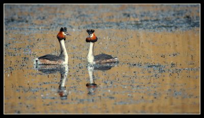 Great Crested Grebes in Pair Bonding Display at Linlithgow Loch