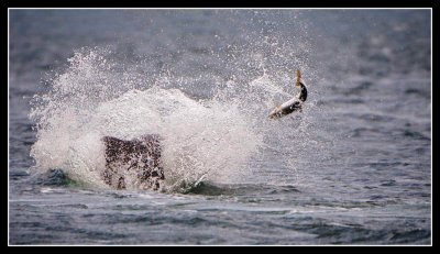 Moray Firth Dolphin Attack