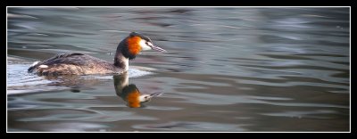 Great Crested Grebe on Linlithgow Loch