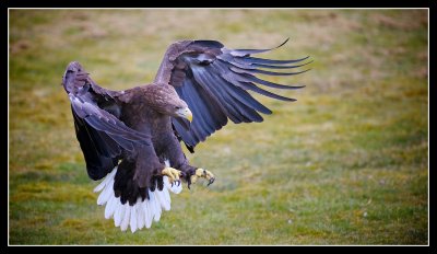White Tailed Eagle Now Successfully Reintroduced in Scotland