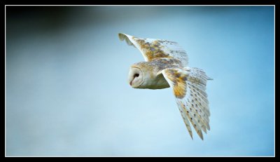 Barn Owl in Silent Flight