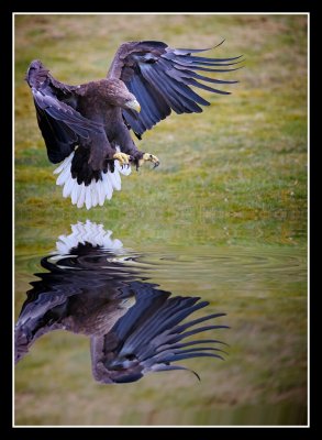 White Tailed Eagle Diving 