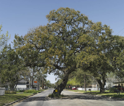 20130302-9761 Goliad TX.jpg
