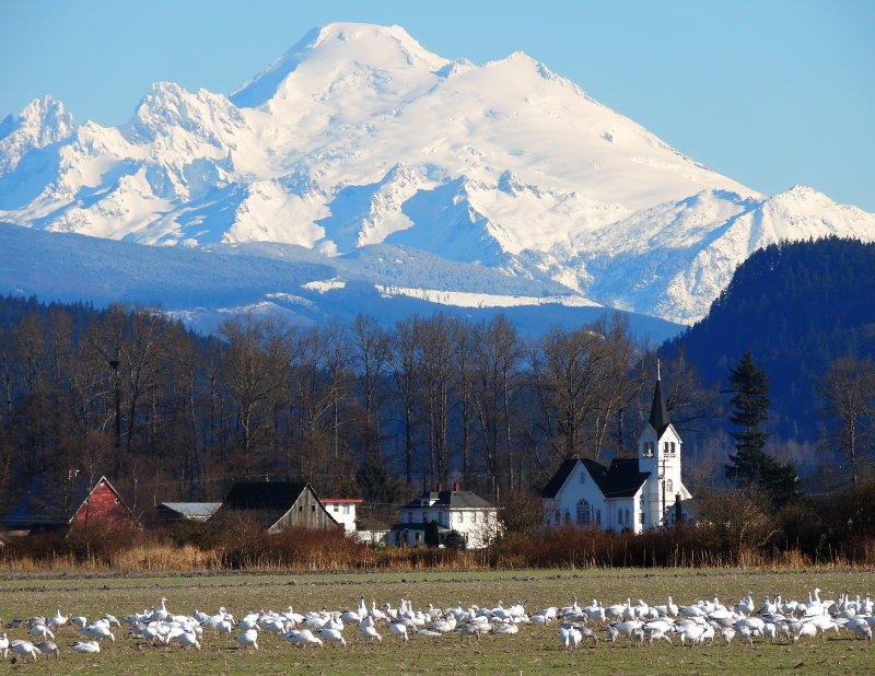 Mt. Baker with snow geese