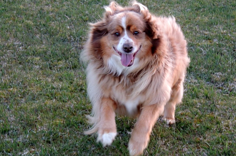 Roscoe loves running in the pasture