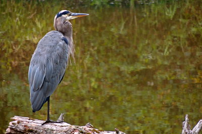 Blue Heron on Snoqualmie River