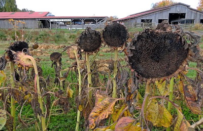 Fall City Pumpkin Farm