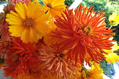 Pea patch flowers