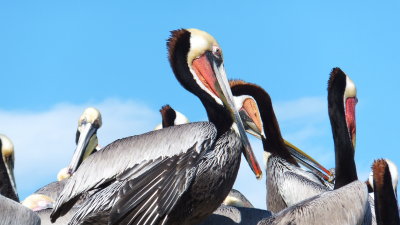 Pelican colony La Jolla