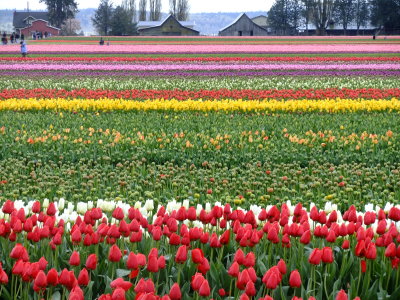 tulips of skagit county