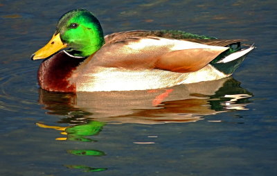 Mallard