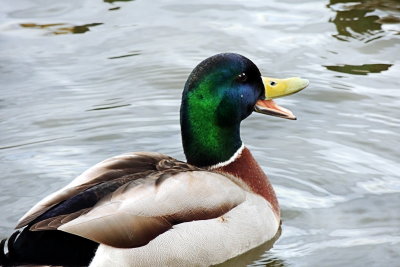 Quack quack