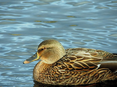 mallard hen