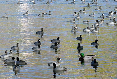 One mallard among coots