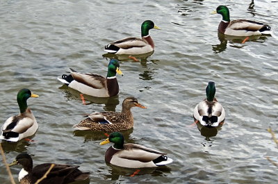 the mallard boys