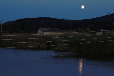 Moon over the  pond
