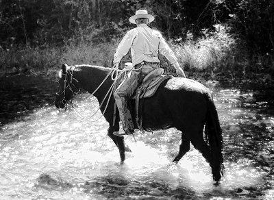 Teaching a young horse to cross water