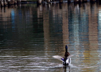 duck flexing wingsdd.jpg