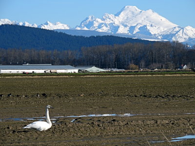 Snow Geese of Skagit County Washington