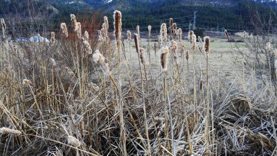 Cattails