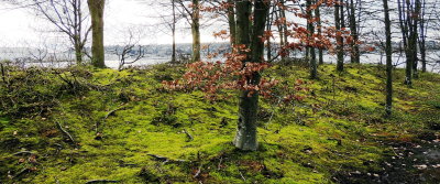 Mossy stand of oaks