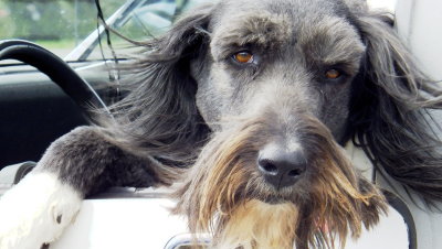 Dog waiting for owner to come out of the store