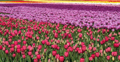 Tulips skagit county washington