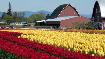 Tulips skagit county washington